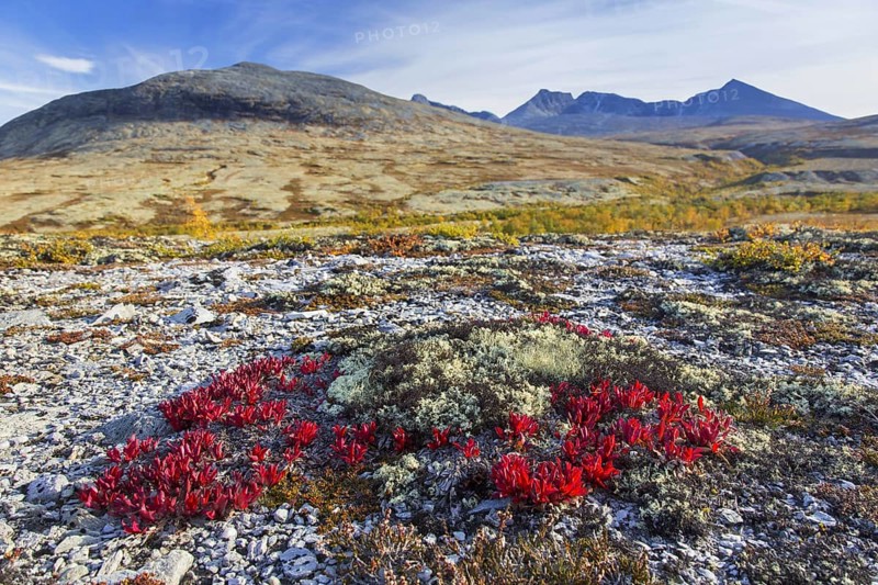 Alpine bearberry