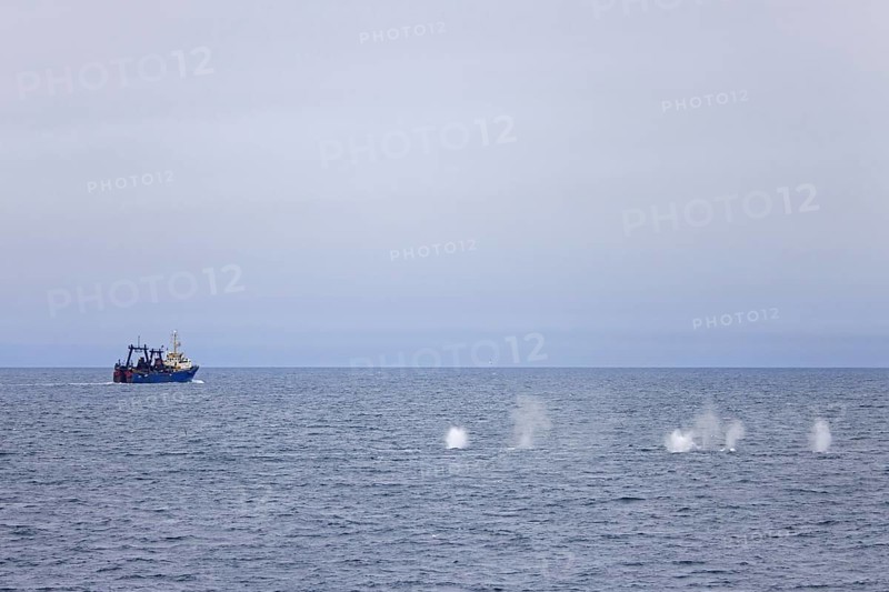 Fin whales