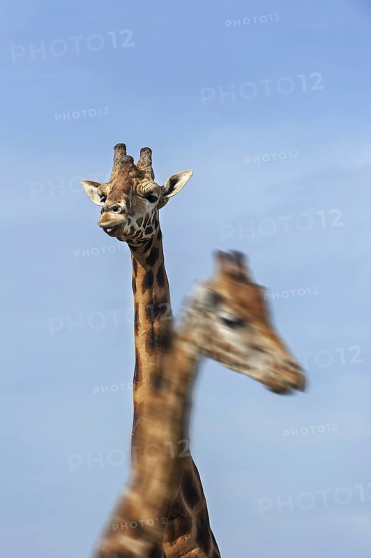 Male and female giraffes