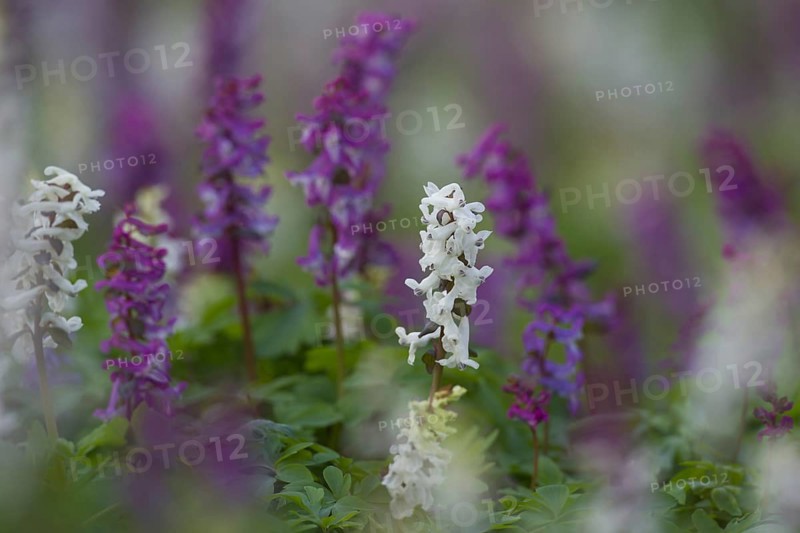 Bulbous Corydalis