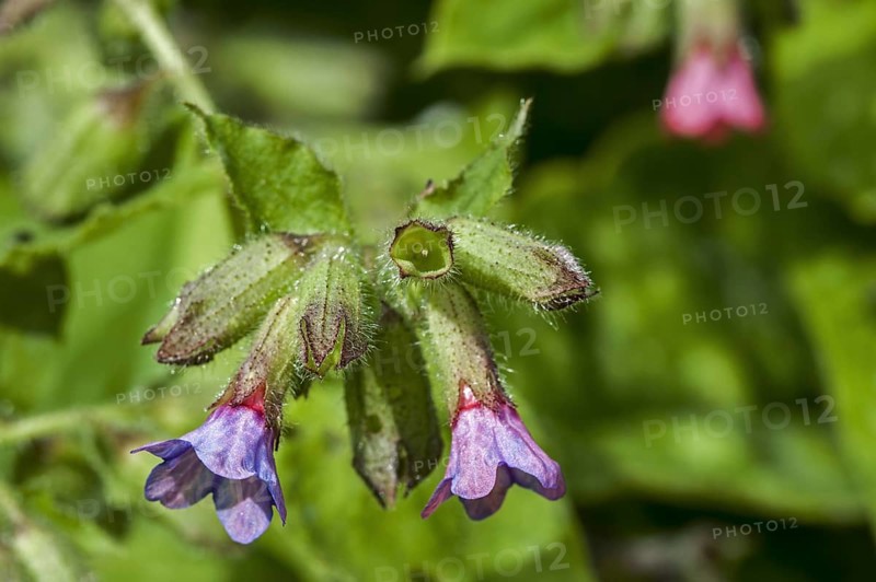 Common lungwort