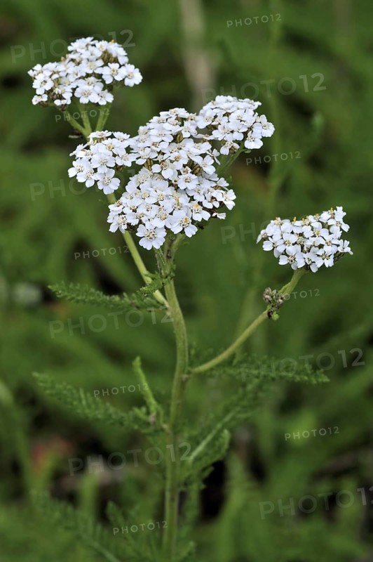 Common yarrow
