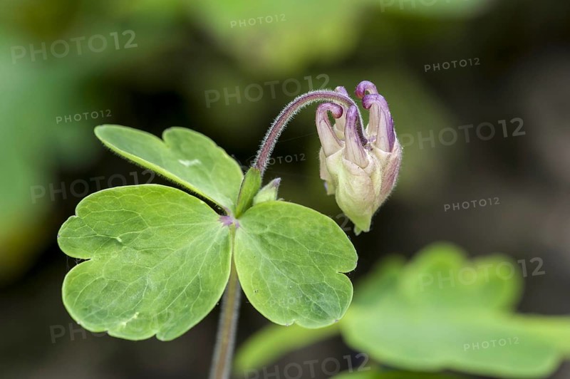 European columbine