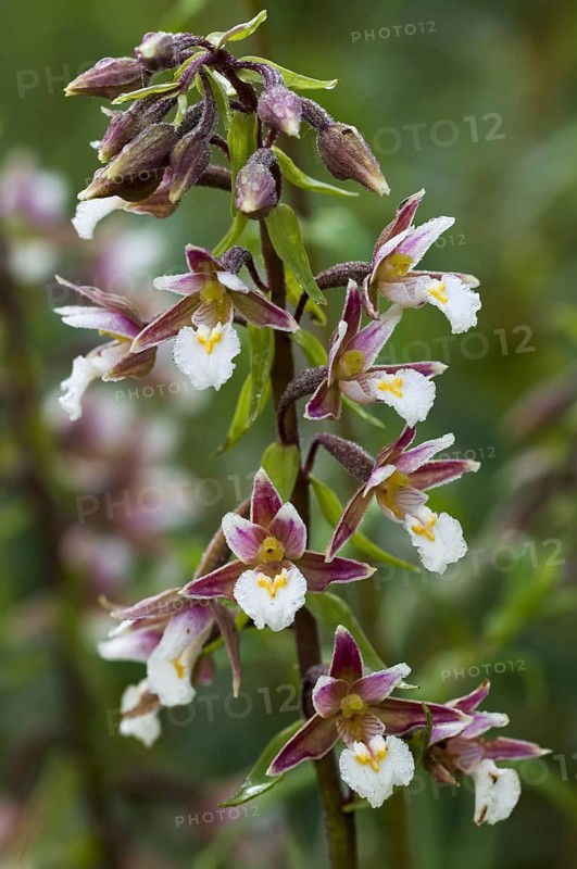 Marsh helleborine