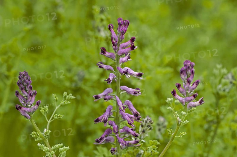 Common fumitory