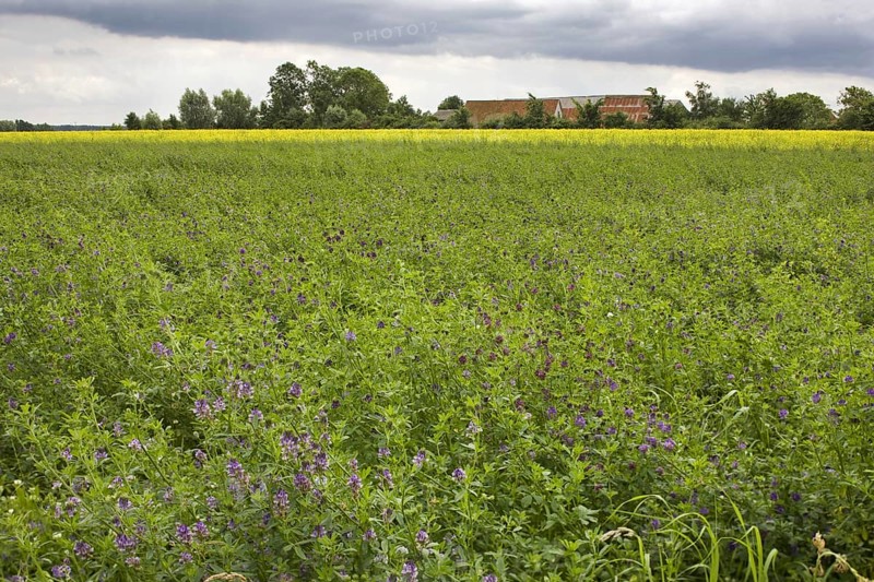 Field with alfalfa