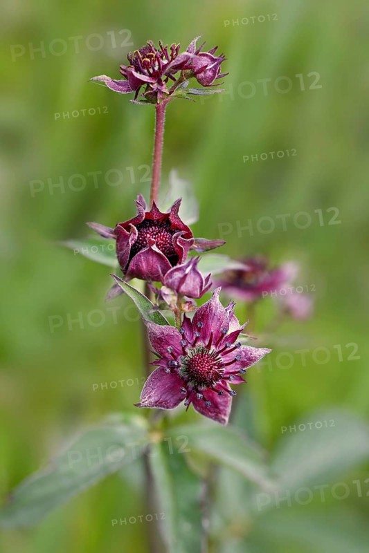 Purple Marshlocks
