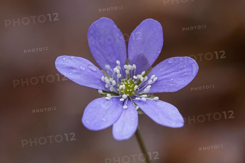 Common Hepatica