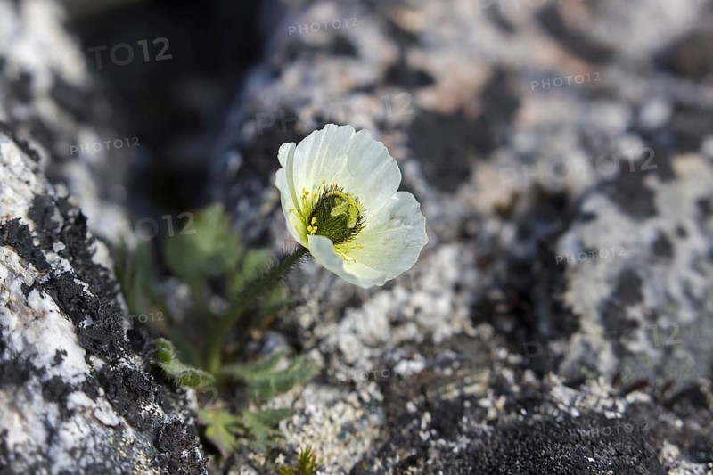 Svalbard poppy