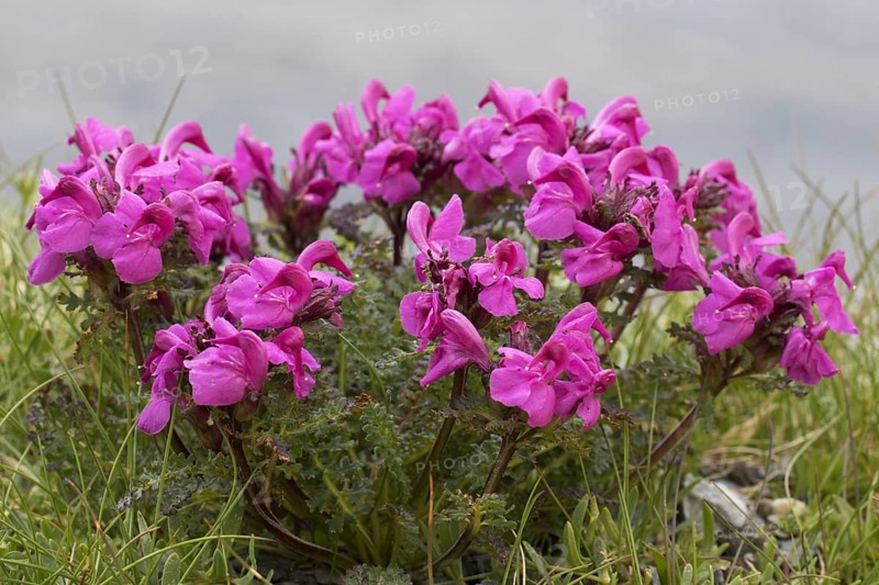 Long-nosed lousewort