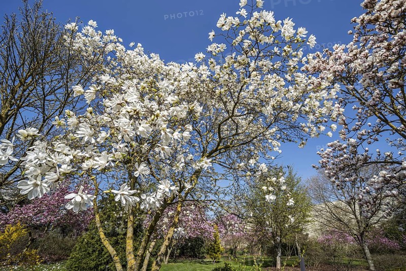 Flowering Magnolia stellata Two Stones