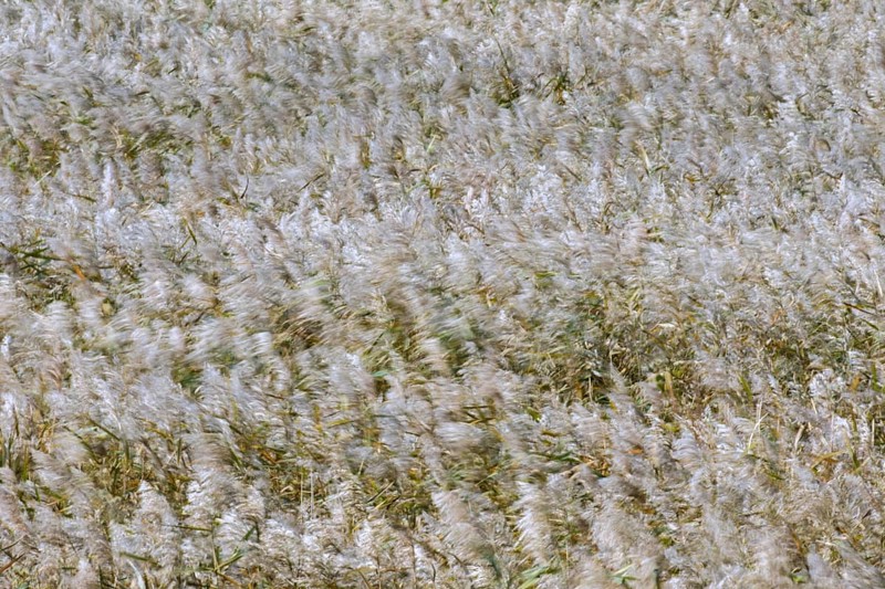 Motion blurred panicles of common reed