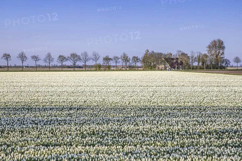 White tulips in tulip field in spring