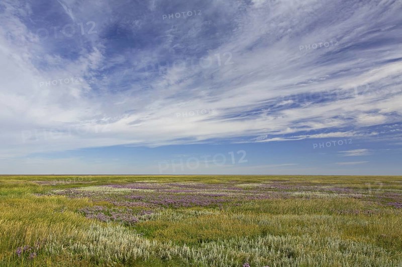 Common sea-lavender
