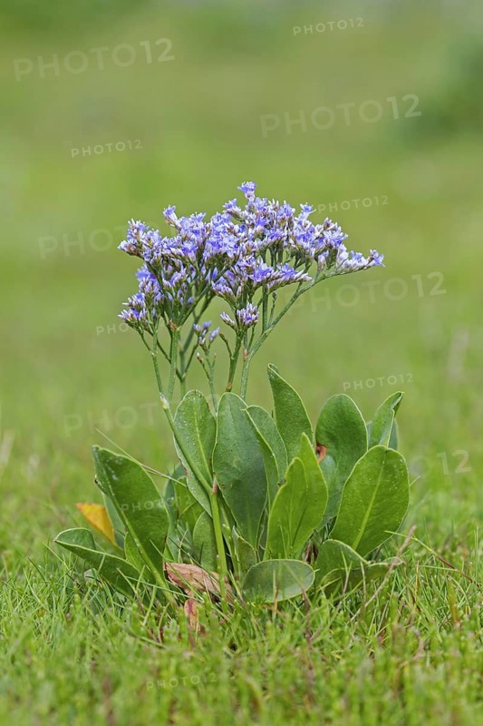 Common sea-lavender