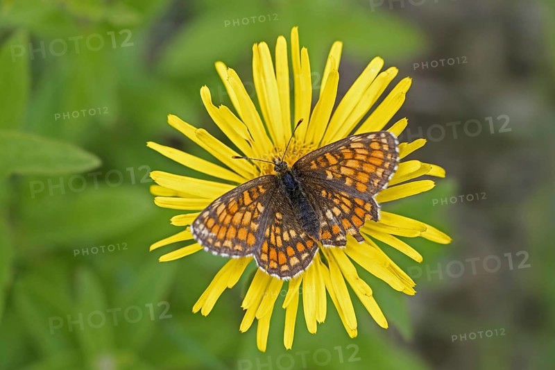 Marsh fritillary
