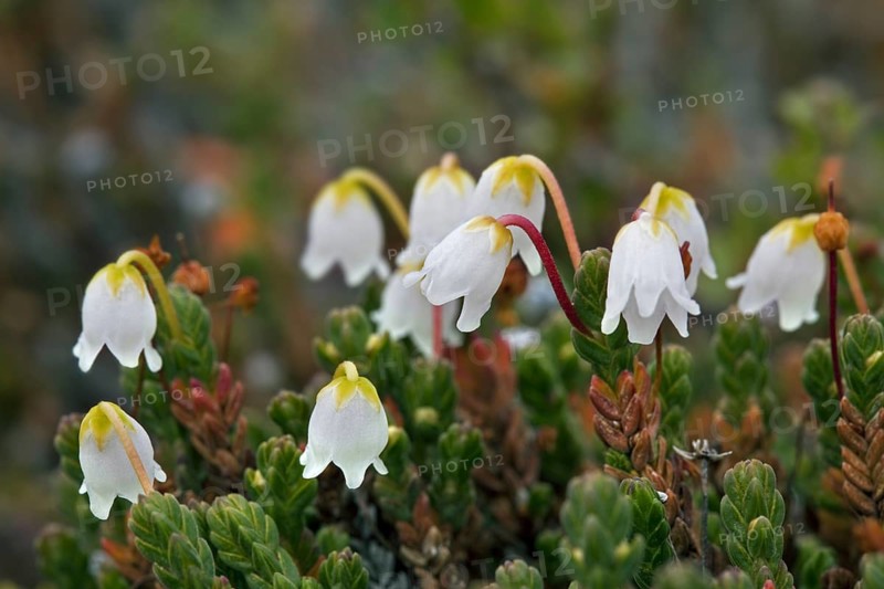 Clubmoss mountain heather