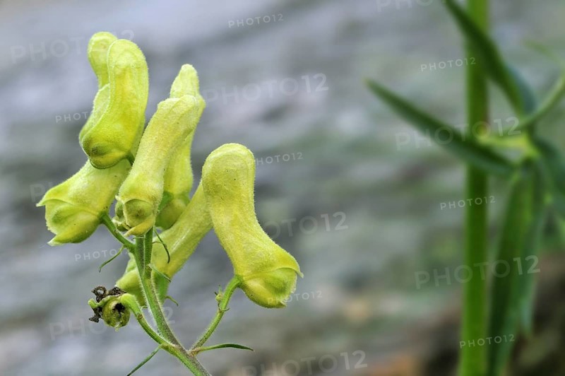 Northern wolfsbane