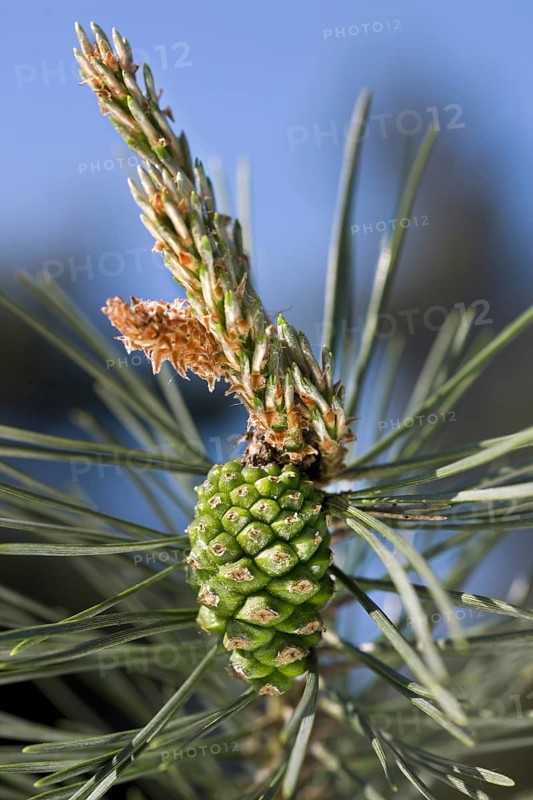 Scots Pine