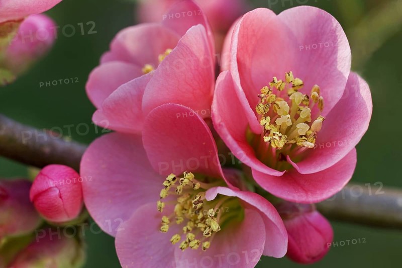 Japanese quince