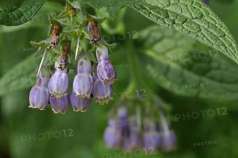Common comfrey