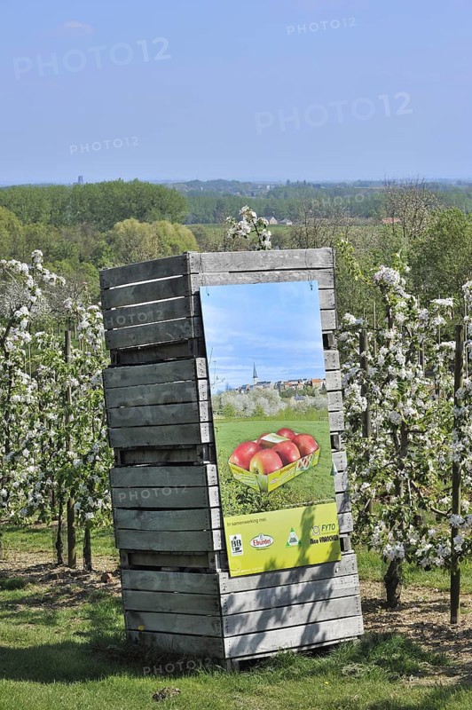 Wooden crates in half-standard Jonagold apple tree