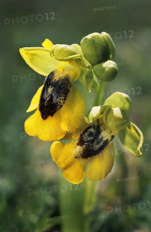 Yellow ophrys