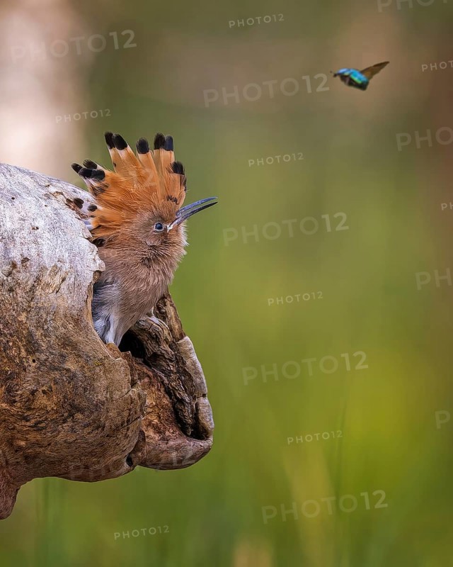 Hoopoe