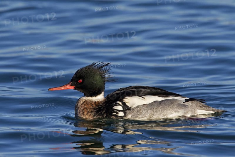 Red-breasted merganser