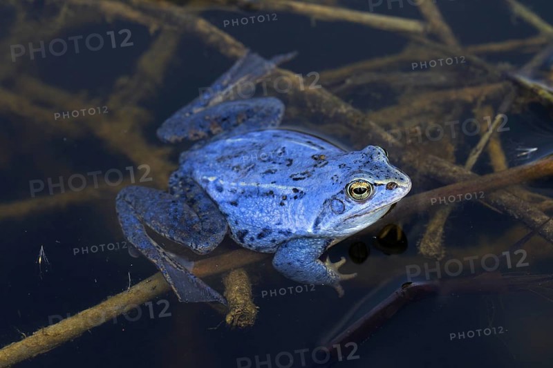Moor Frog