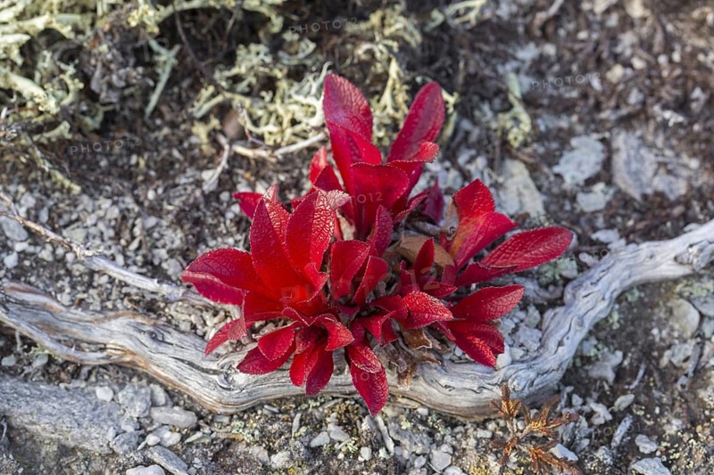 Alpine bearberry