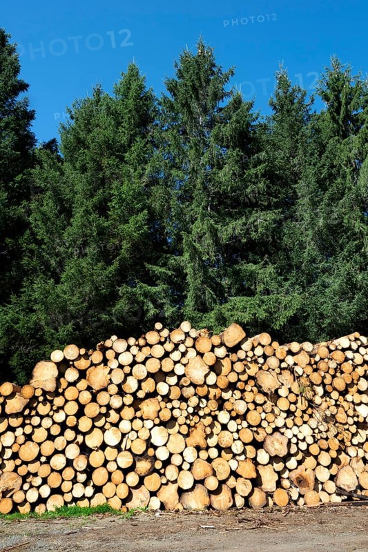Freshly cut and stacked natura wooden logs