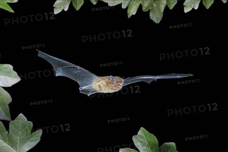 Common pipistrelle