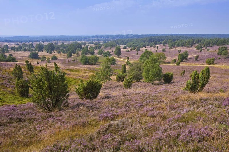 Lueneburg Heath