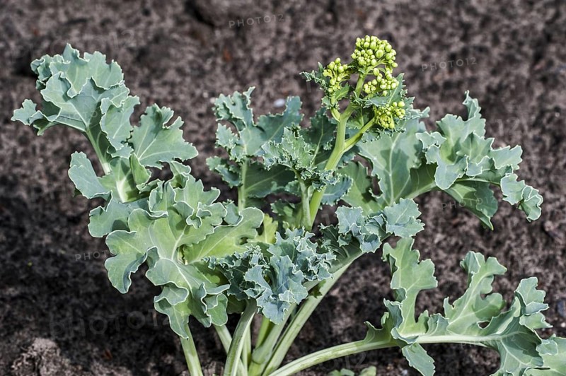 Sea kale