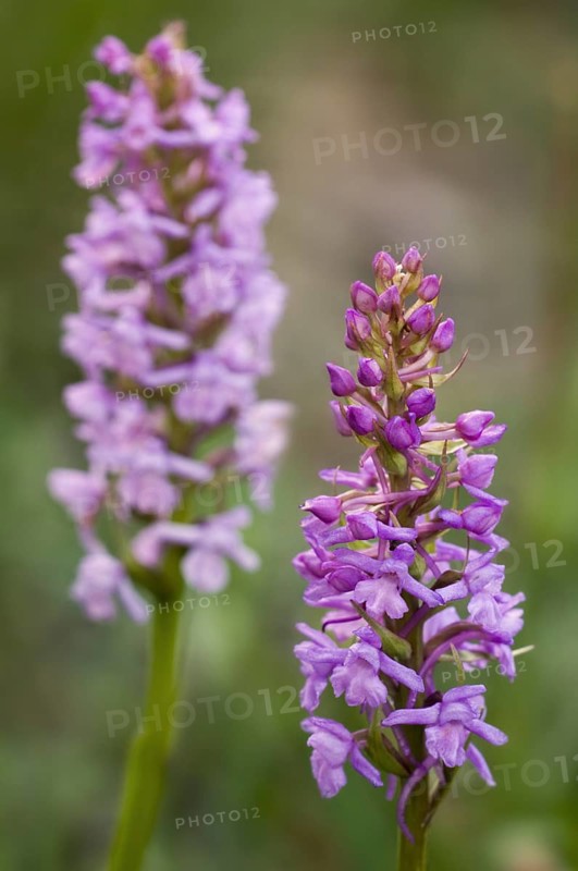 Fragrant orchids