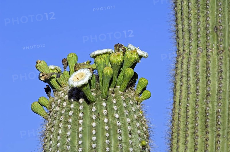 Saguaro