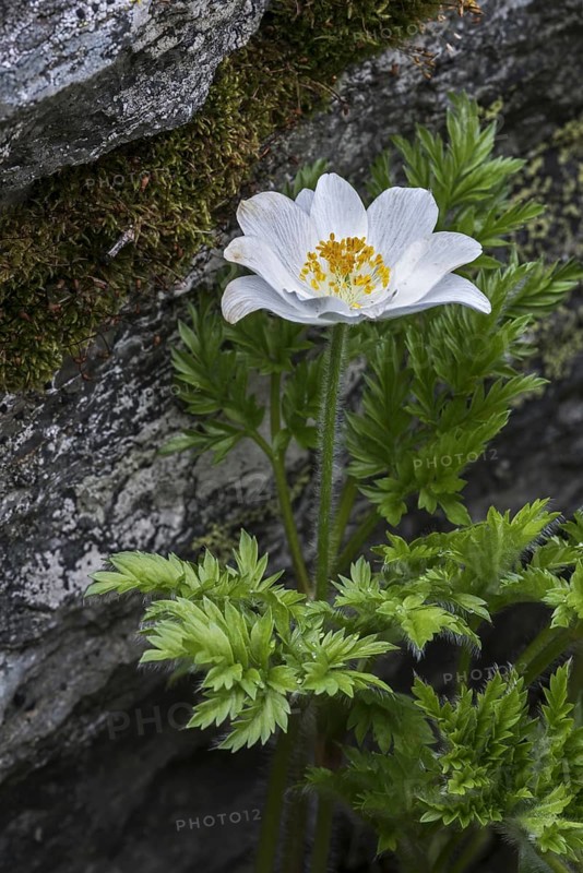 Alpine pasqueflower
