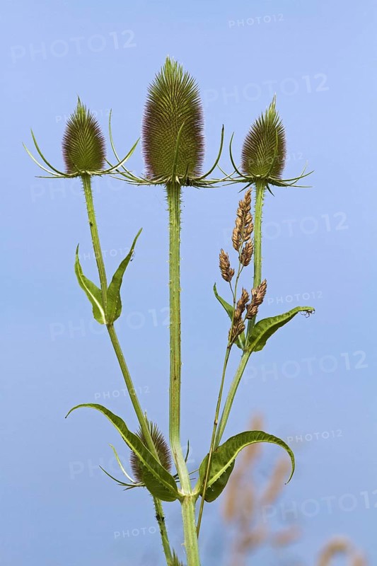 Fuller's teasel