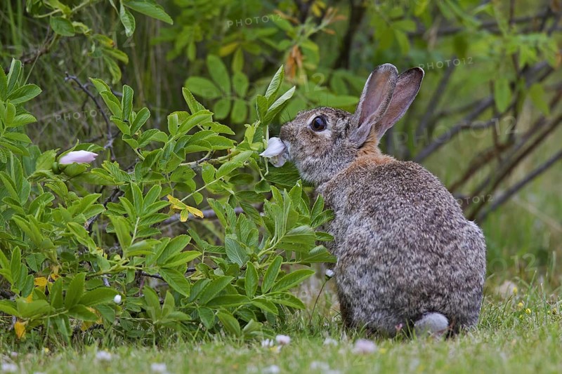 European rabbit