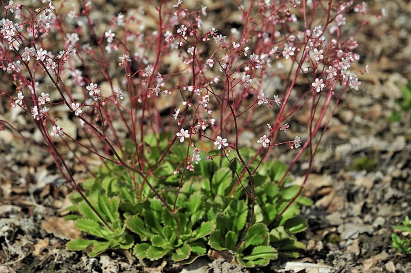 Toothed saxifrage