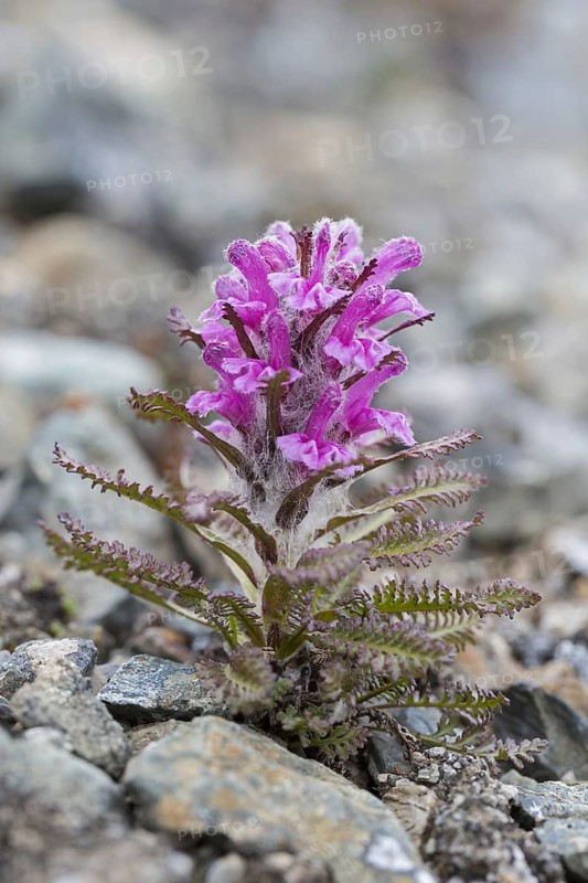 Woolly lousewort