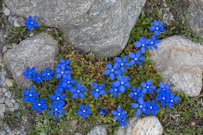 Bavarian gentian