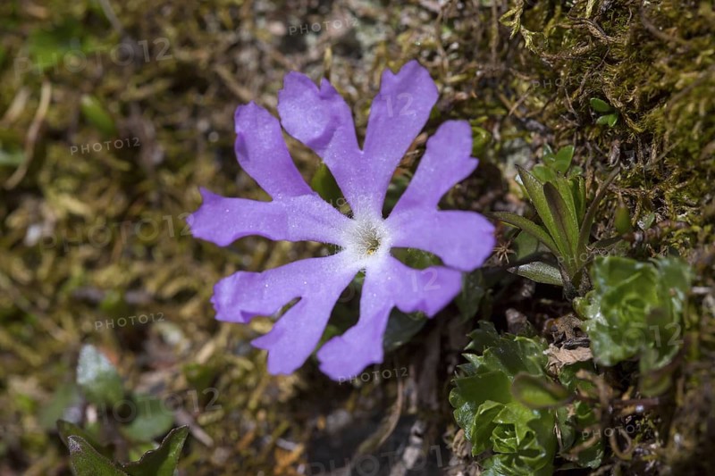 Dwarf primrose