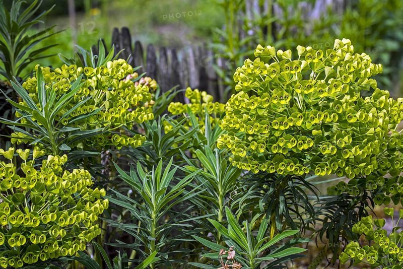 Mediterranean spurge
