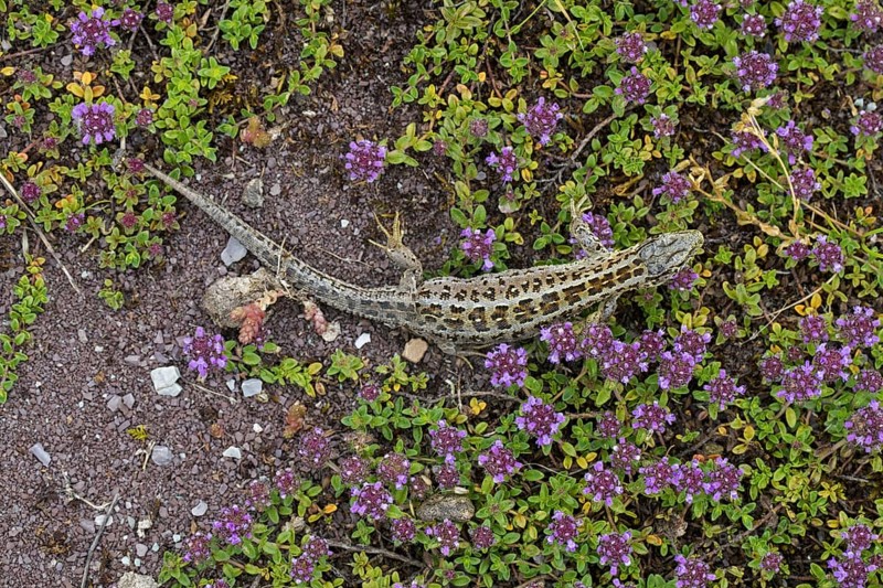 Sand lizard