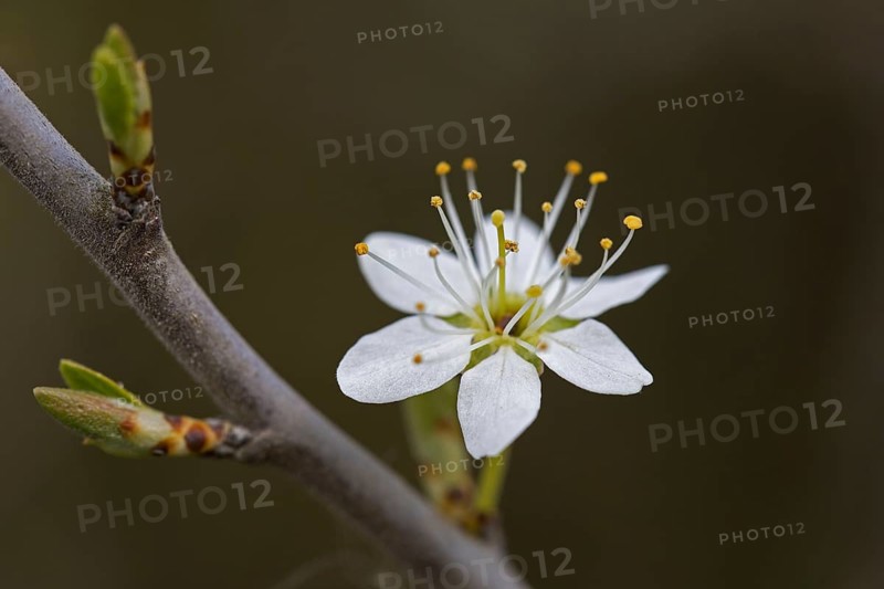 Blackthorn
