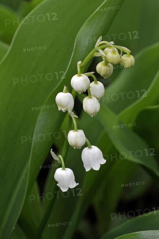 Lily of the Valley