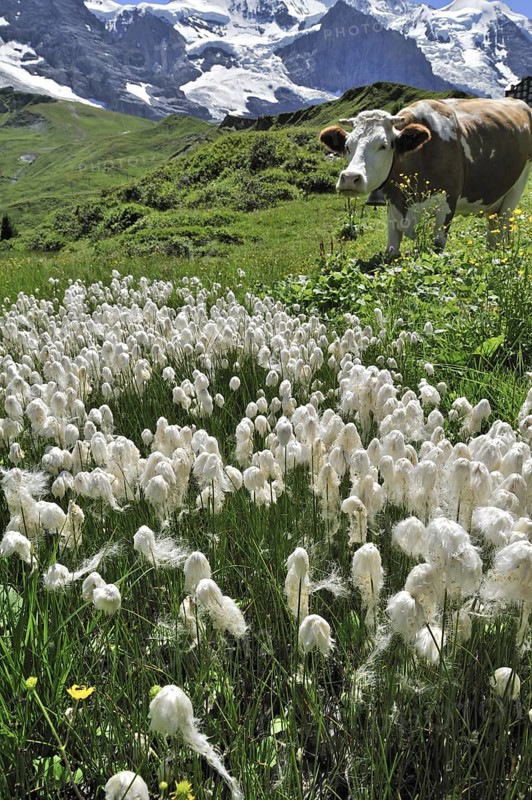 Common cottongrass