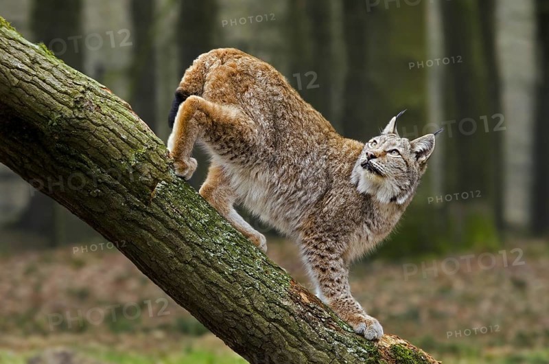 Eurasian lynx